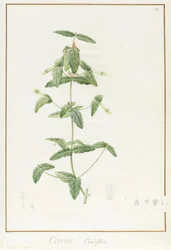 Correa Vieisiflora